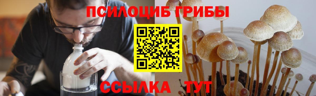 Псилоцибиновые грибы мицелий Курганинск
